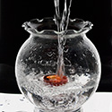 fishbowlsq1