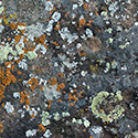 lichen-pilar126