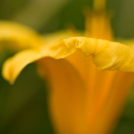 daylily1