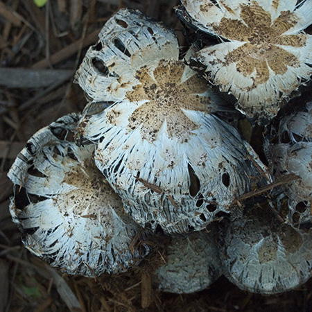 mushrooms05