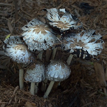 mushrooms10