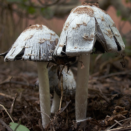 mushrooms22