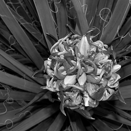 yuccablooms005bw